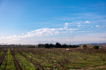 Obraz premium vineyard in region
