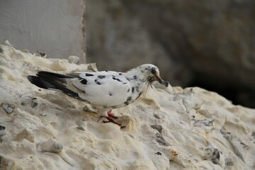 Schwarz-Wei&szlig;e Taube 