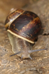 Close-Up of a Garden Snail , Cornu aspersum, on Textured Surface