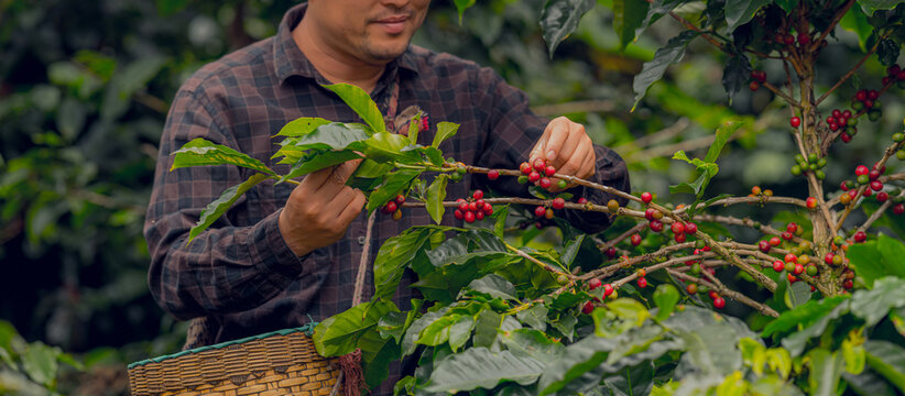 Happy farmers collecting Arabica coffee beans on the coffee tree.