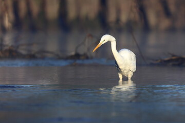 Fototapeta premium mattina al fosso