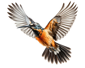 Obraz premium Flying Hoopoe Bird Isolated on Transparent Background for Wildlife and Nature Concepts