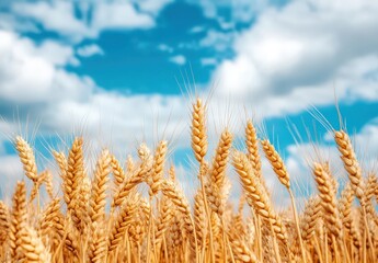 Fototapeta premium Close up of a wheat field with a blue sky background