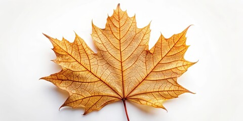 Obraz premium Close-up of a single maple leaf with intricate details and veins, set against a pure white background, showcasing its unique shape and coloration , seasonal color, nature macro