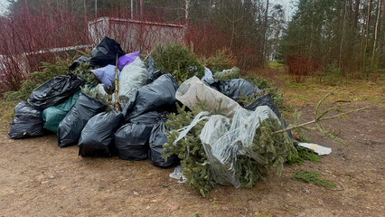 A pile of black garbage bags with Christmas trees, mess in the forest. End of the New year
