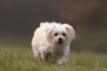 Sweet and happy dog running through an autumn meadow towards you