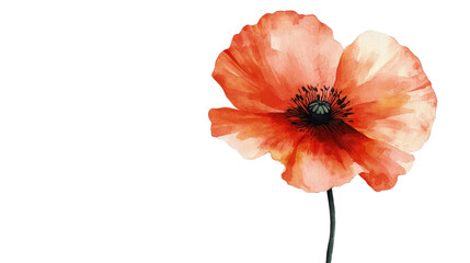 Watercolor Painting of a Single Red Poppy Flower