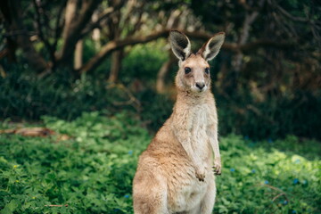 Fototapeta premium Känguru in der Wildnis