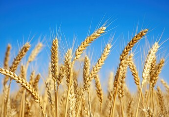 Obraz premium Close up of a wheat field with a blue sky background