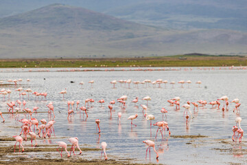 Obraz premium Scenic view of Lesser Flamingo (Phoeniconaias minor) in Lake Magadi during rainy season in Ngorongoro Conservation Area in Tanzania, East Africa