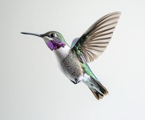 Obraz premium A hummingbird is gracefully flying in the air with its wings open