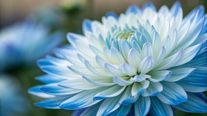 Fototapeta premium Close-Up Pastel Blue Dahlia Macro Photography, Floral Composition, Delicate Petals, Nature, Beauty Dahlia, Macro Photography
