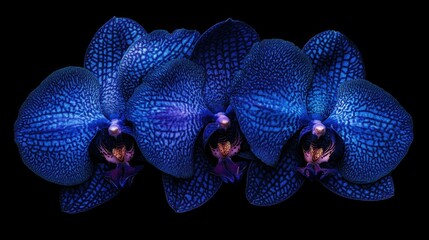 Fototapeta premium Three Blue Orchids on Black Background