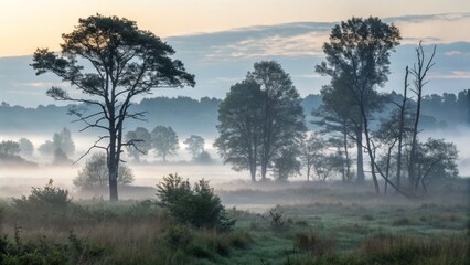 Fototapeta premium Misty Dawn Landscape Trees Silhouetted in Fog, Sunrise Composition, Nature Photography Landscape Photography, Misty Scene