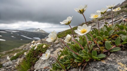 Obraz premium Mountain White Flowers in Bloom Close-up Composition, Rocky Landscape, Nature Photography, Alpine Flora Alpine Flowers, Mountain Photography