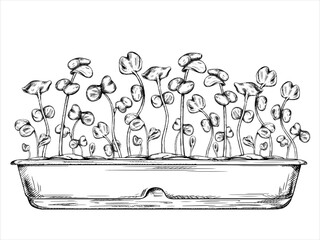 Vector illustration of Young green sprouting radish sprouts from seeds. A plant in pot drawn in black ink graphically. Organic micro-greens for healthy food, dishes, salads. Garden inside the house