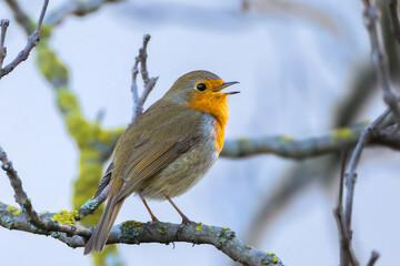 European Robin perched on a tree branch in the morning light
