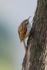 Short-toed Treecreeper perched on a tree branch in the morning light