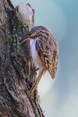 Short-toed Treecreeper perched on a tree branch in the morning light