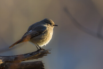 Obraz premium Black Redstart perched on a tree branch in the morning light