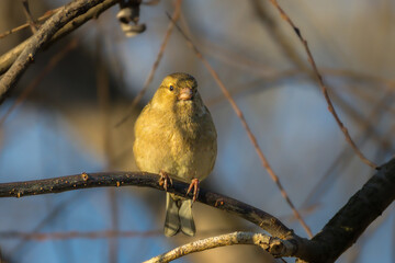 Eurasian Chaffinch perched on a tree branch in the morning light