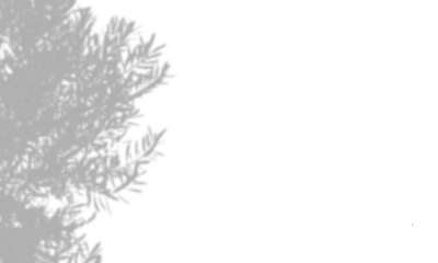 Blurred and gradient background of tree leaves. Natural pattern, gray shadow. Copy space and transparent background with png
