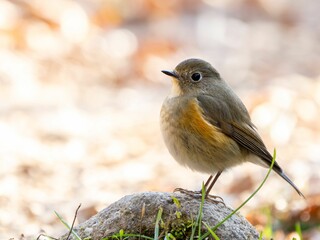森の中で地面に降りて周りを見渡しているルリビタキ