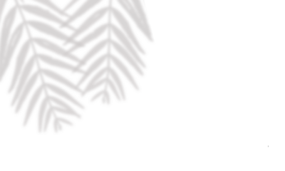 Realistic tropical leaf and branch shadows on transparent background, overlay effect, natural light design, botanical shadow overlay template