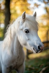 Obraz premium White pony with soft mane in autumn forest setting