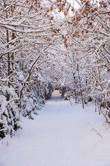 footpath through the beautiful winter forest with snow covered trees and brown leaves