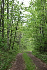 Fototapeta premium Path in a State Park in autumn/fall in northern Minnesota. 