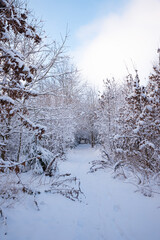 footpath through the beautiful winter forest with snow covered trees and brown leaves