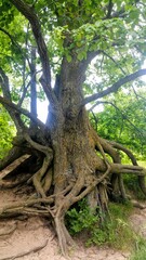 An old tree with twisted roots
