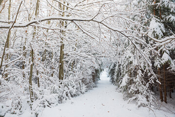 footpath through the beautiful winter forest with snow covered trees