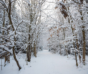 footpath through the beautiful winter forest with snow covered trees