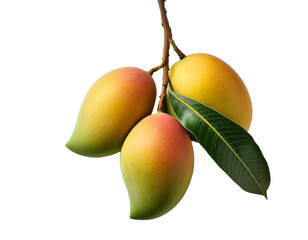 Ripe Mangoes on Branch, Tropical Fruit, Sweet, Juicy, Delicious, Exotic, Summer, Nature, Vitamin C, 
