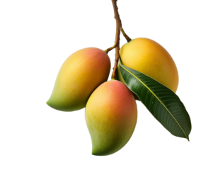Ripe Mangoes on Branch, Tropical Fruit, Sweet, Juicy, Delicious, Exotic, Summer, Nature, Vitamin C, 