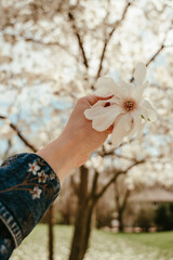 Hand holding a white flower with blurred spring trees behind