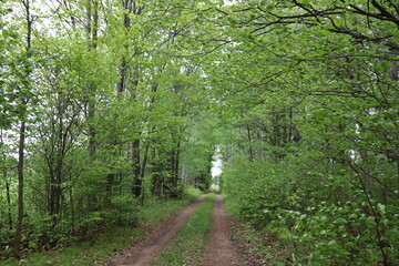 Path in a State Park in autumn/fall in northern Minnesota. 