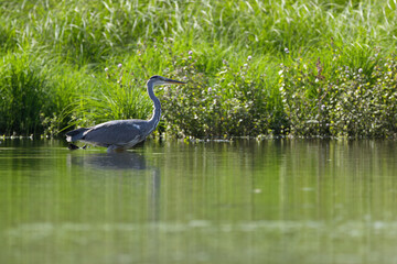 Grey heron on the bank, gray heron wading crouched past the reeds, bird in shallow water from the side, creeping grey heron, nice reflection in the lake, sunny day, grassland, reeds