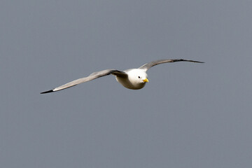 Mouette tridactyle,.Rissa tridactyla, Black legged Kittiwake
