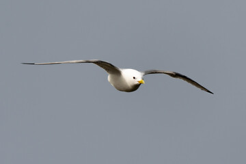 Mouette tridactyle,.Rissa tridactyla, Black legged Kittiwake