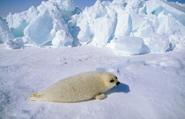 Phoque du Groenland, jeune, Pagophilus groenlandicus, Banquise, Ile de la Madeleine, Quebec, Canada © JAG IMAGES