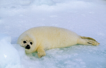 Phoque du Groenland, jeune, Pagophilus groenlandicus, Banquise, Ile de la Madeleine, Quebec, Canada © JAG IMAGES