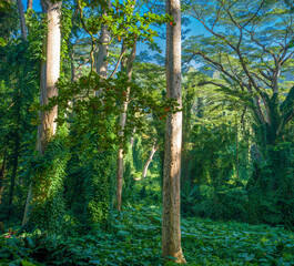 Fototapeta premium Green Rainforest Landscape with Old Growth Tropical Hardwood Trees.