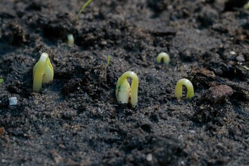 "Close-up of young plant seedlings sprouting from fertile soil, showcasing the vibrant green leaves and dew drops symbolizing growth and renewal. Perfect for projects related to agriculture, sustainab