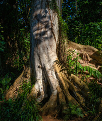 Massive Old Growth Banyan Tree Growing on a Green Hillside in Honolulu, Hawaii.