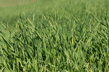 Wheat plants that have reached the tillering stage in a winter-sown wheat field in the Mediterranean region