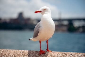Möwe in Sydney