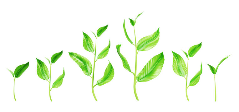 Green sprout, stem with leaves, plant shoot png 3d render icon set. Realistic seedling growth, small sapling of tree or flower, sprig with leaf isolated on transparent background. 3D illustration